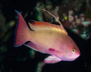 Lyretail Fish (ANTHIAS SQUAMIPINNIS)