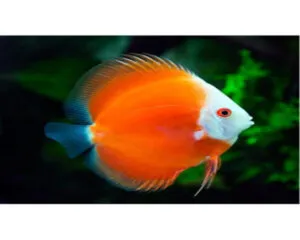Melboro Red Discus