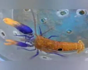 Michael Shrimp (ALPHEUS SP.)