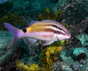 Mixed Goatfish (PARUPENEUS SP)