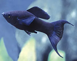 Molly Black Layertail