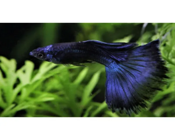 Moscow Blue Guppy (Male)