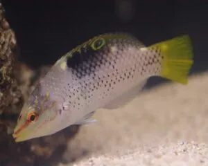 Marble Wrasse (ANAMPSES MELEARIDES)
