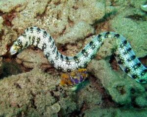 Nebulosa Eel (ECHIDNA NEBULOSA)