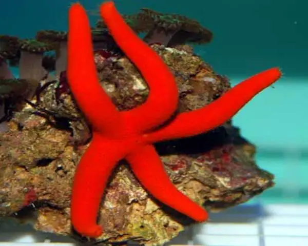 ORANGE-STAR-1.jpg Orange Linckia Star Fish (LINCKIA SP.)