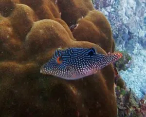 Pearl Toby (CANTHIGASTER MARGARITATA)