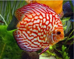 Pigen Red Discus