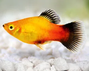 Platy Golden Wagtail