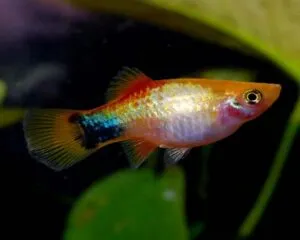 Platy Micky Mouse Golden