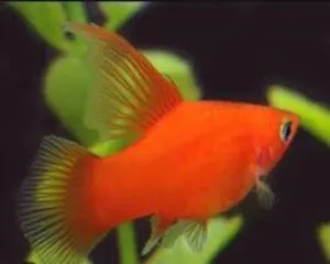 Platy Red High Fin