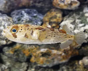 Porcupine Puffer (ATOTHRON MEMEAGRIS)