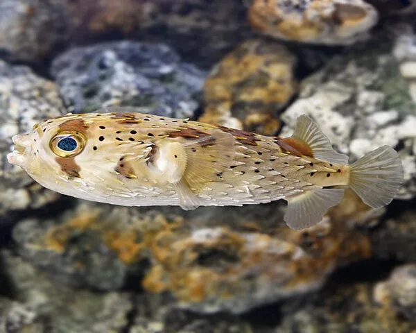 PORCUPINE PUFFER Porcupine Puffer (ATOTHRON MEMEAGRIS)
