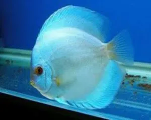 Powder Blue Discus