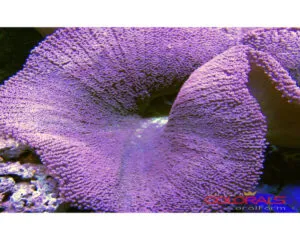 Purple Color Anemone (STICHODACTYLA HADDONI)