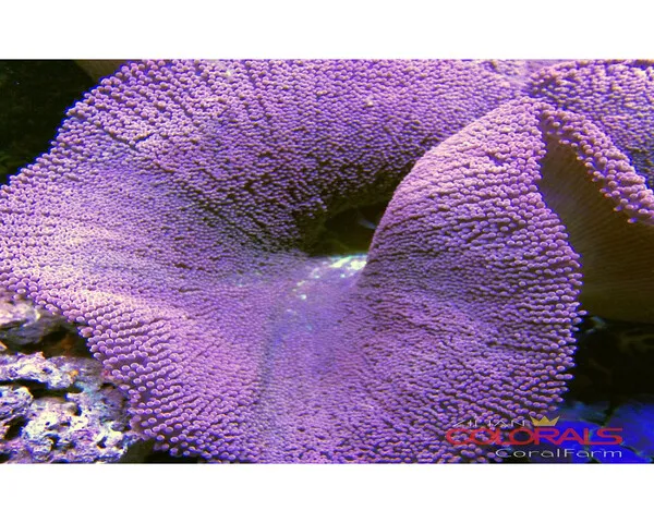 Purple Color Anemone (STICHODACTYLA HADDONI)