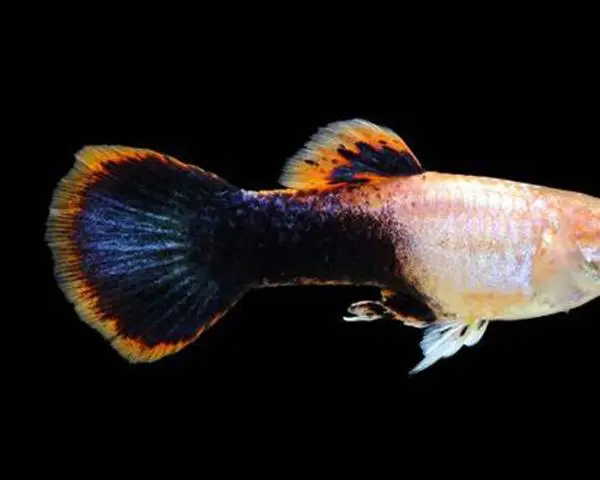 Pink Tuxedo Guppy (Male)
