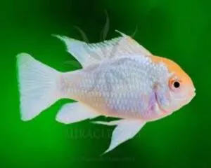 Platinum Ram