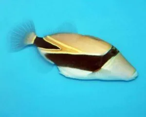 Rectangle Trigger (RHINECANTHUS RECTANGULUS)