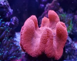 Red Color Anemone (STICHODACTYLA HADDONI)