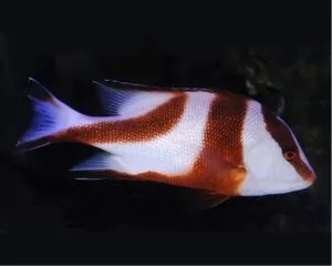 Red Emperator (LUTJANUS SEBAE/)
