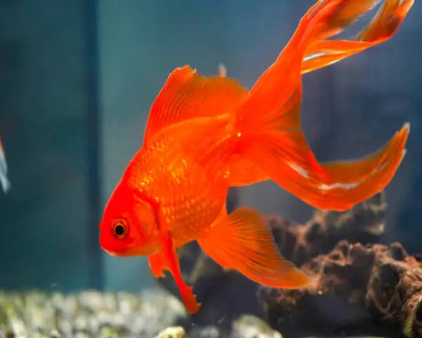 RED-FAN-TAIL-GOLD-FISH-1.jpg Red Fan Tail Gold Fish