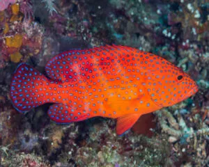 Red Grouper (CEPHALOPHOLIS MINIATA)
