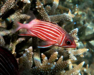 Red Stripe Snapper (SARGOCENTRON DIADEMA)