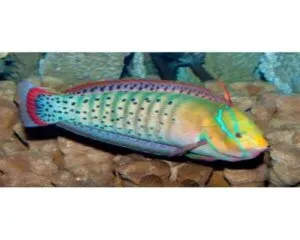 Red White Wrasse (CORIS FORMOSA WRASSE)
