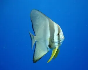 Round Fish (PLATAX TEIRA)