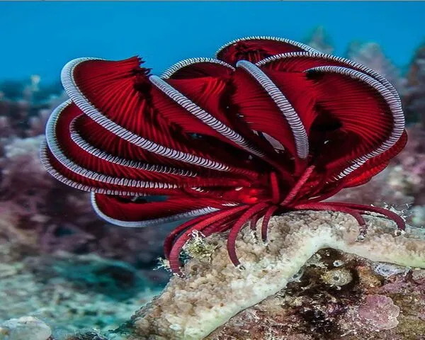 Red-Sea-Liles-2-1.jpg Red Sea Liles (HIMEROMETRA PALMATA)