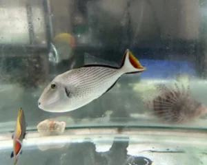 Red Tail Triggerfish (XANTHICHTHYS MENTO)