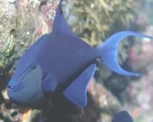 Redtooth Trigger (ODONUS NIGER)