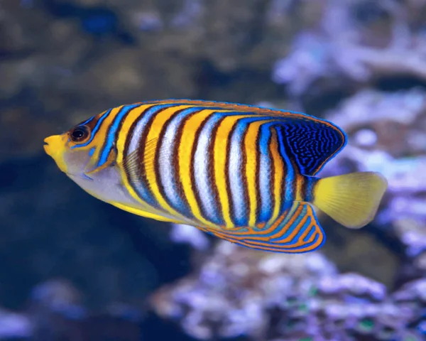 Regal Angel (PYGOPLITES DIACANTHUS)