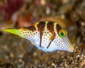 Sharp Nose Puffer (CANTHIGASTER VALENTINI)