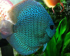 Snake Skin Discus