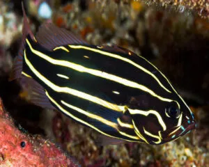 Soapy Grouper (GRAMMISTES SEXLINEATUS)