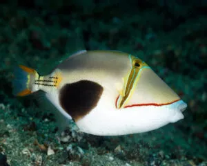 Spotted Belly Trigger (RHINECANTHUS VERRUCOSUS)