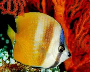 Sun Brut Orana (CHAETODON KLEINI)