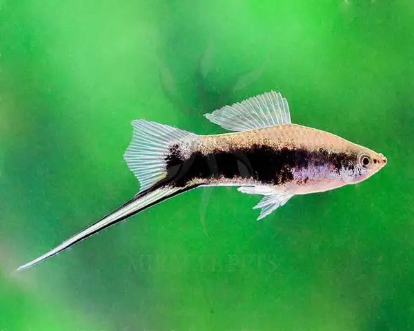 SWORDTAIL-GREEN-TUXEDO-1.jpg Swordtail Green Tuxedo