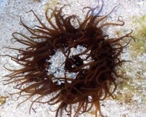 Sand Anemond Brown (RADIANTHUS SIMPLES)