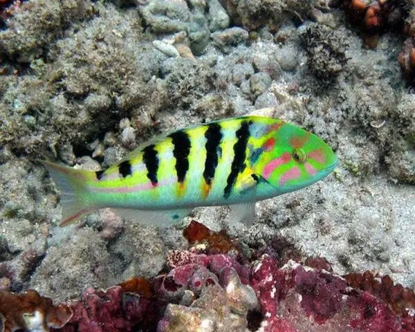 Stripped_Wrase Striped Wrasse (THALASSOMA HARDWICCII)