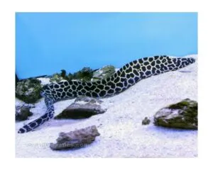 Tesselata Eel (GYMNOTHORAX FAVAGINEUS)