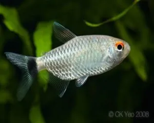 Tetra Albino Monkhasia ( Moenkhausia sanctaefilomenae)