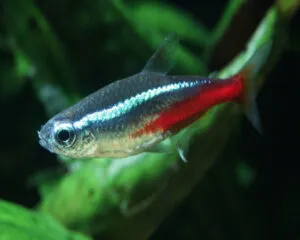Tetra Blue Neon (Paracheirodon innesi)