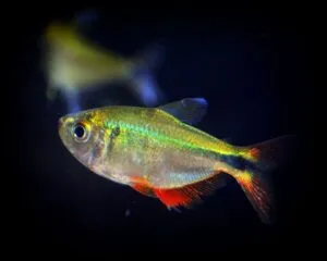 Tetra Buenos Aires (Hyphessobrycon anisitsi)