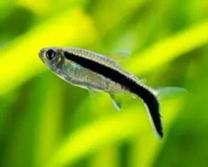 Tetra Penguin (Thayeria boehlkei)