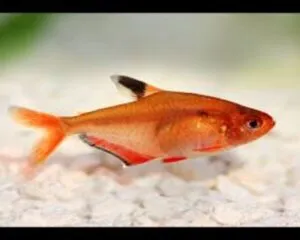 Tetra Super Serpae (Hyphessobrycon eques)