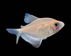 Tetra White Wido (Hyphessobrycon sweglesi)