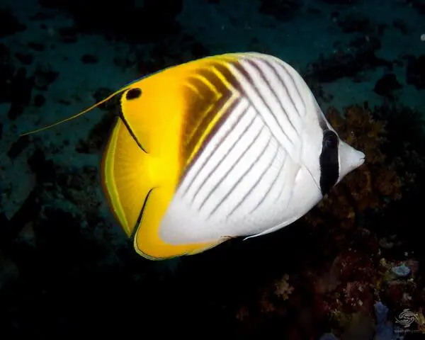 THREAIFID-BUTTERFLY-1.jpg Threadfinned Butterfly (CHAETODON AURIGA)