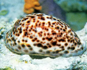 Tiger Cowrie (CYPREA TIGRIS)